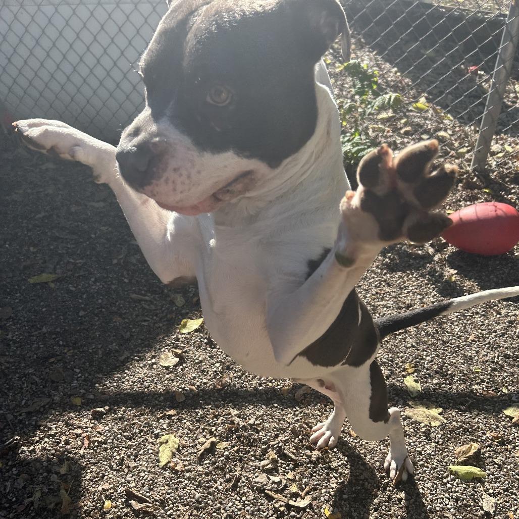 Enlarge ZaZu, a Adoptable mixed breed in Dayton, OH image 2/6