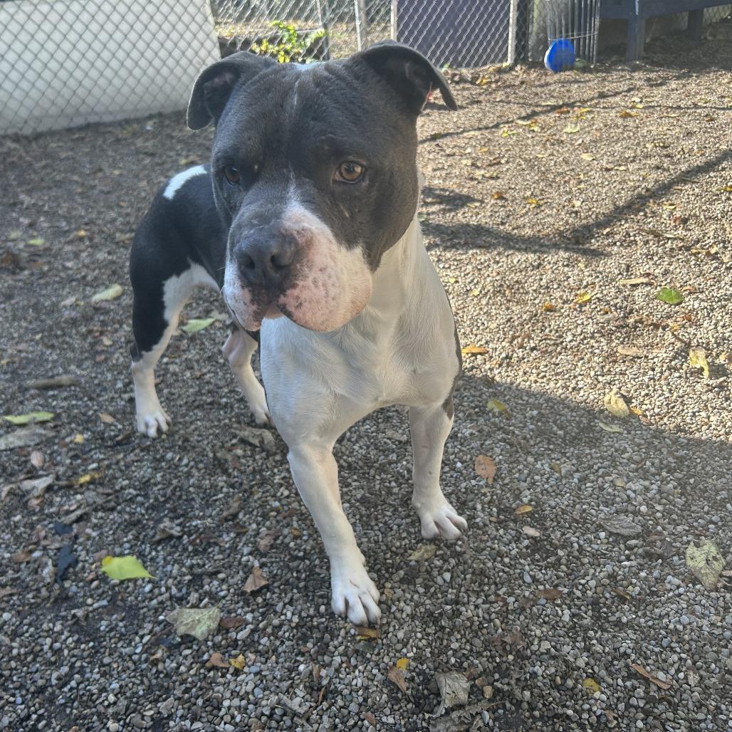 Enlarge ZaZu, a Adoptable mixed breed in Dayton, OH image 3/6