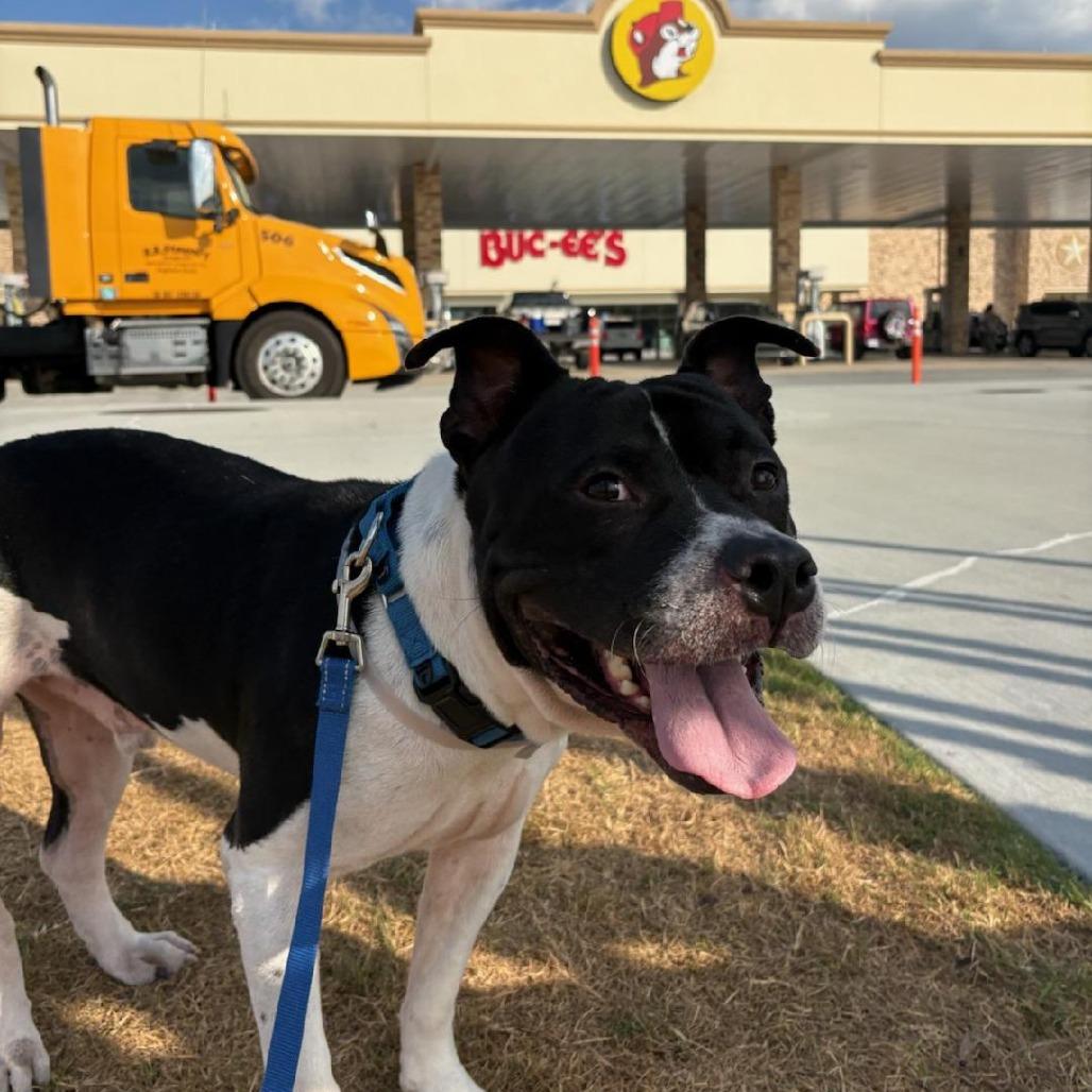 Junior, Adoptable, Adult Male Mixed Breed.