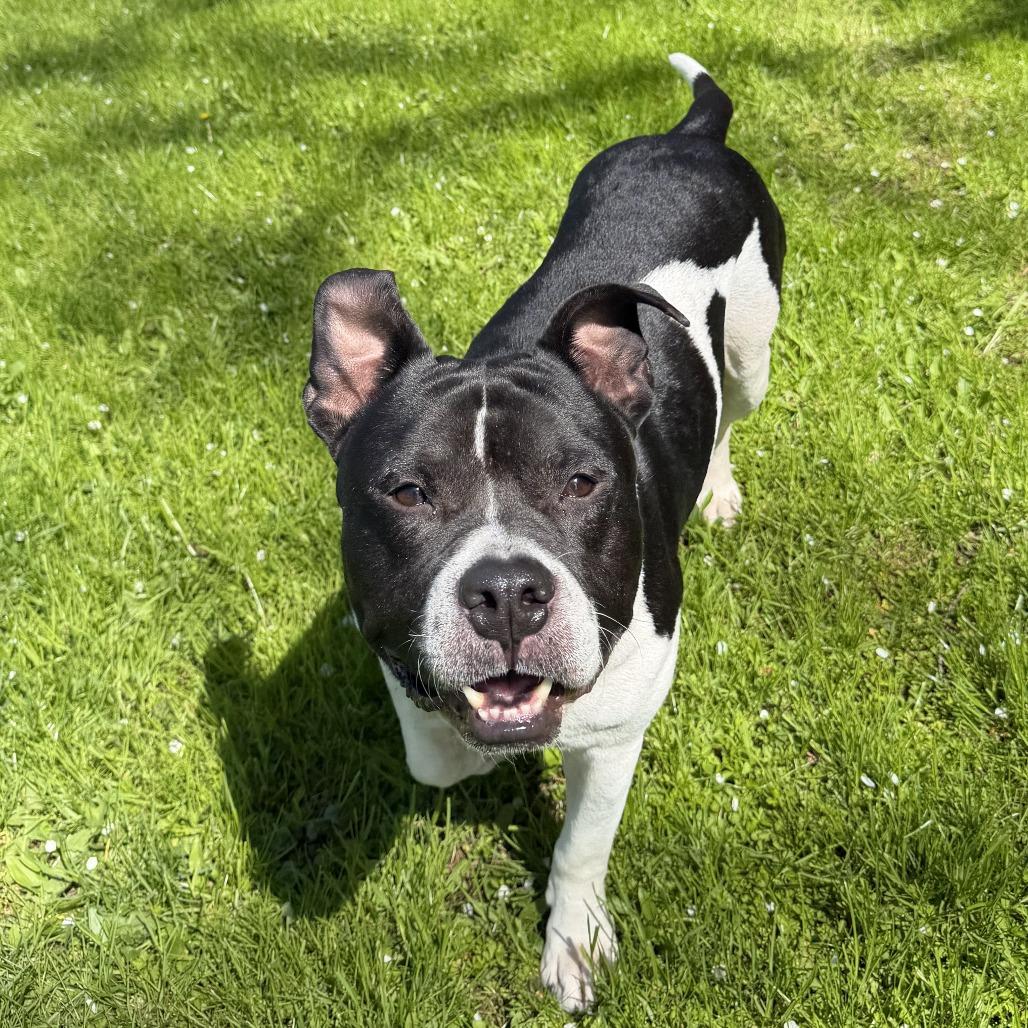 Enlarge Junior, a Adoptable Mixed Breed in Bangall, NY image 2/5
