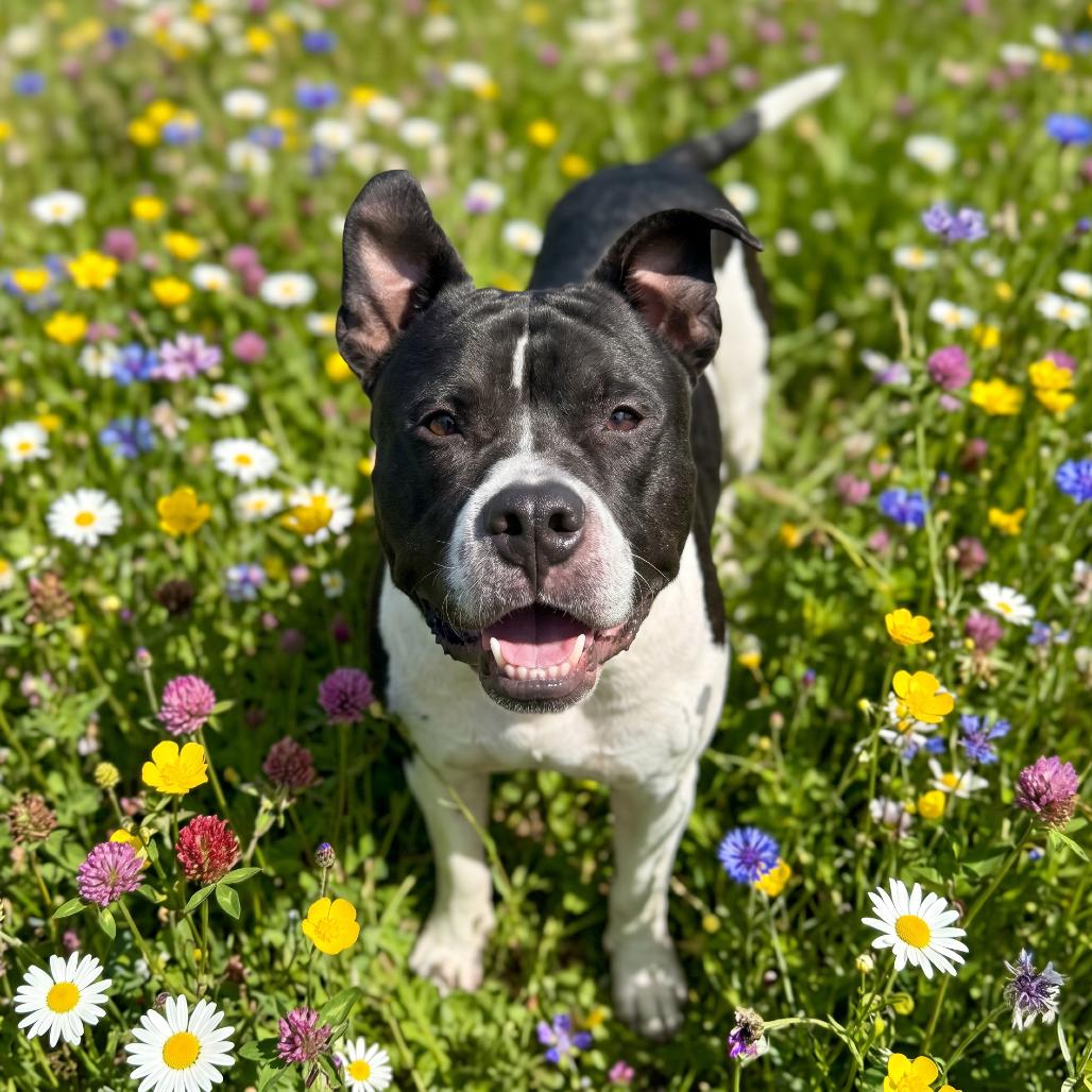 Junior, a Adoptable Mixed Breed in Bangall, NY image 4/5