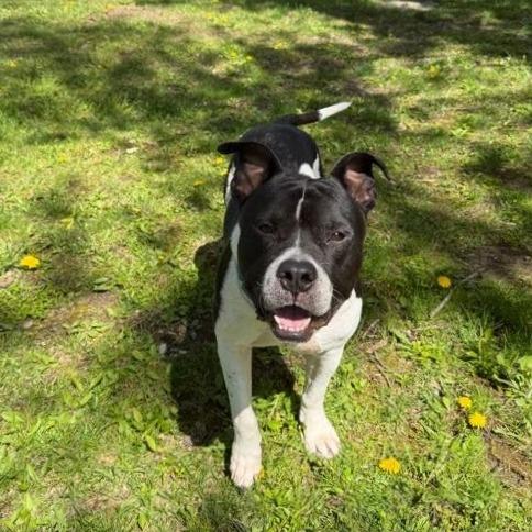 Enlarge Junior, a Adoptable Mixed Breed in Bangall, NY image 5/5