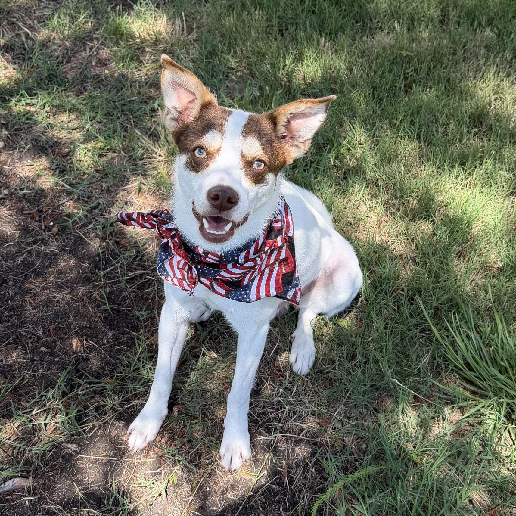 RASCAL IS 16 POUNDS, Adoptable, Young Male Terrier & Dachshund.