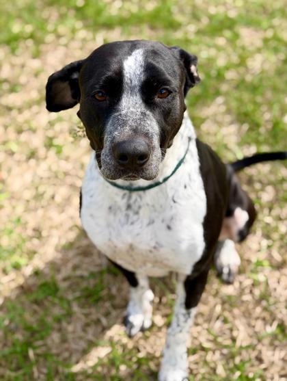 Luna, Adoptable, Adult Female Mixed Breed & Mixed Breed.