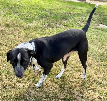 Enlarge Luna, a Adoptable mixed breed in Fort Worth, TX image 2/3