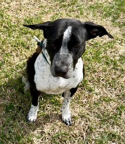 Enlarge Luna, a Adoptable mixed breed in Fort Worth, TX image 3/3