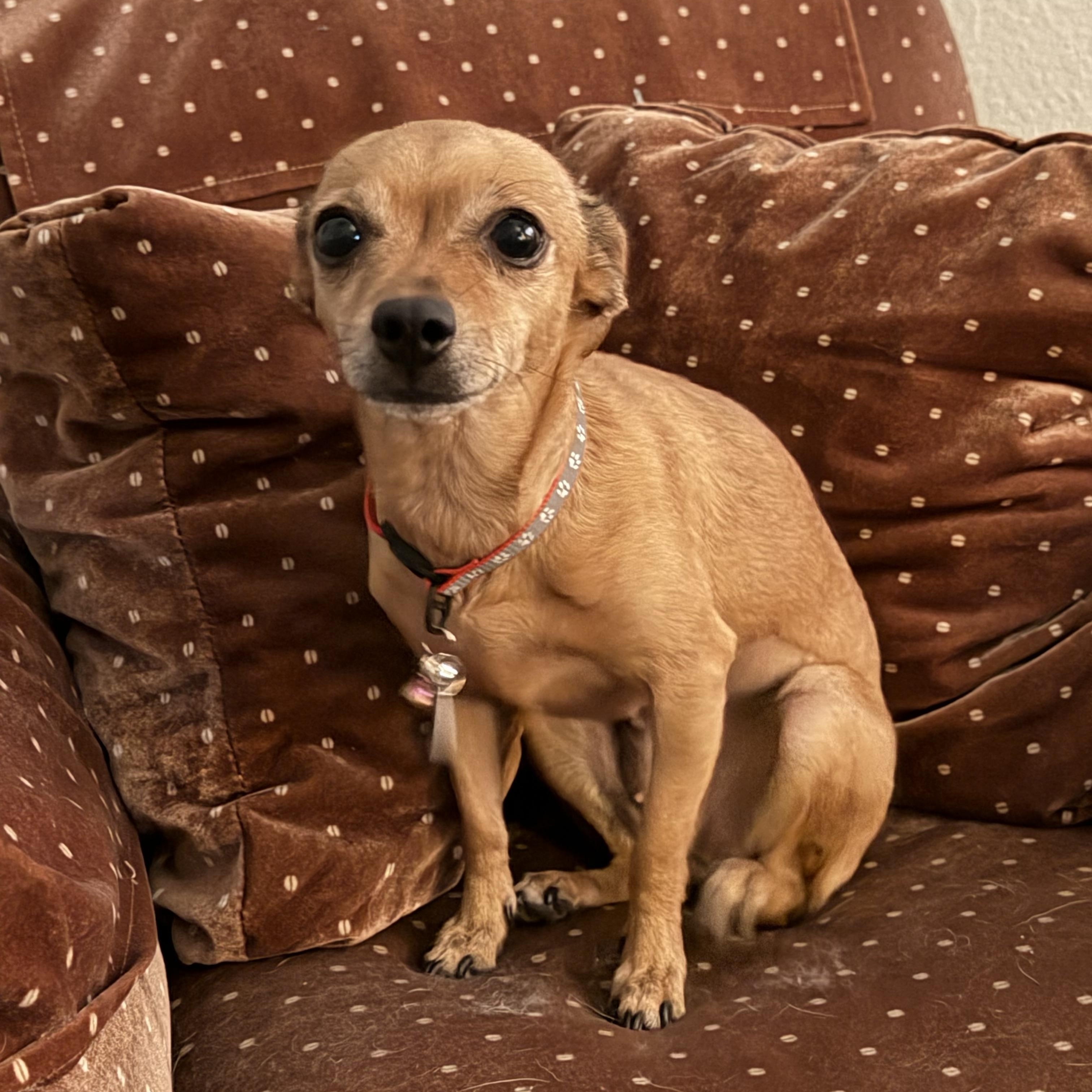 Cinderella, Adoptable, Adult Female Chihuahua.