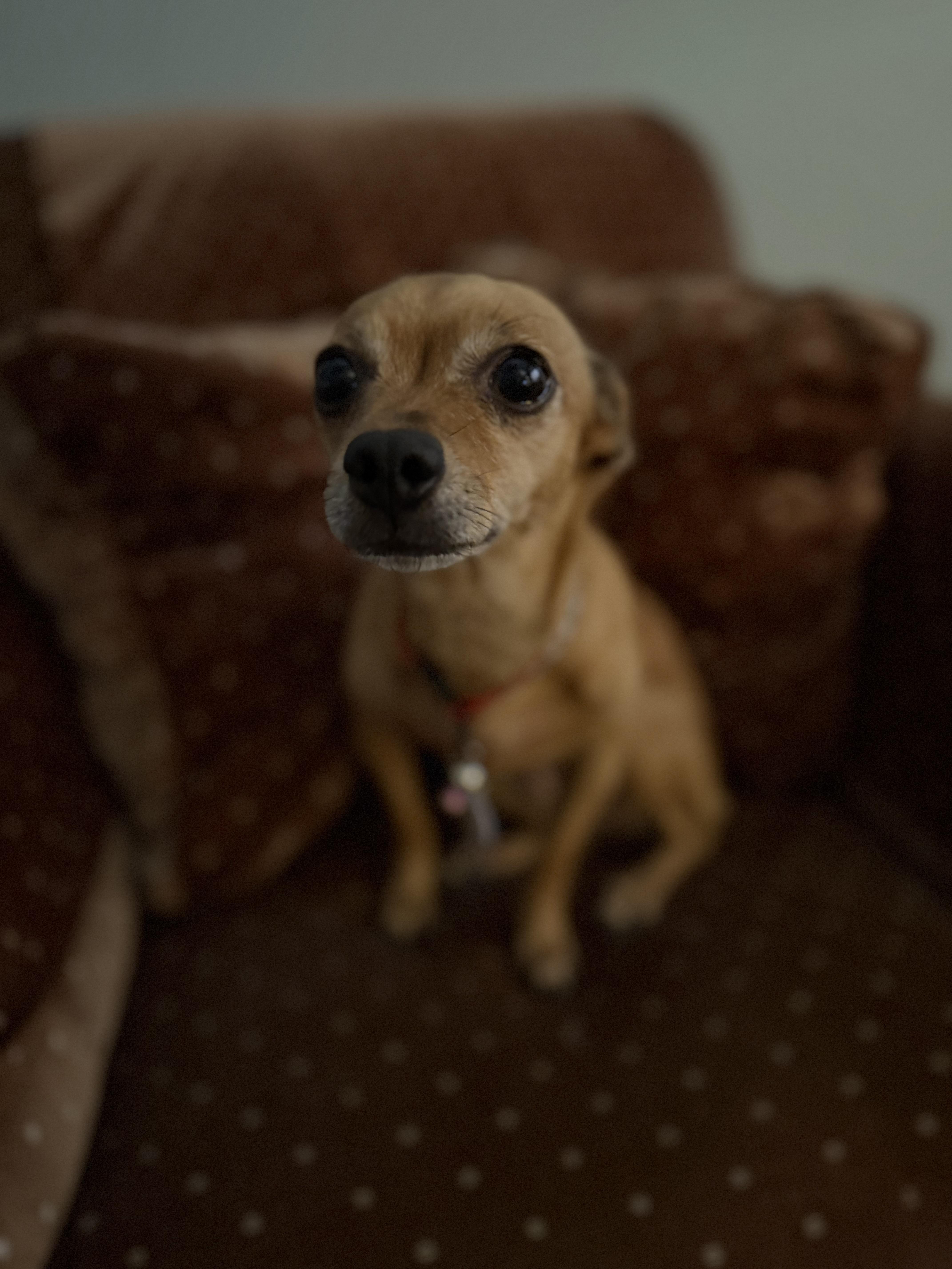 Cinderella, a Adoptable Chihuahua in Chandler, AZ image 2/5