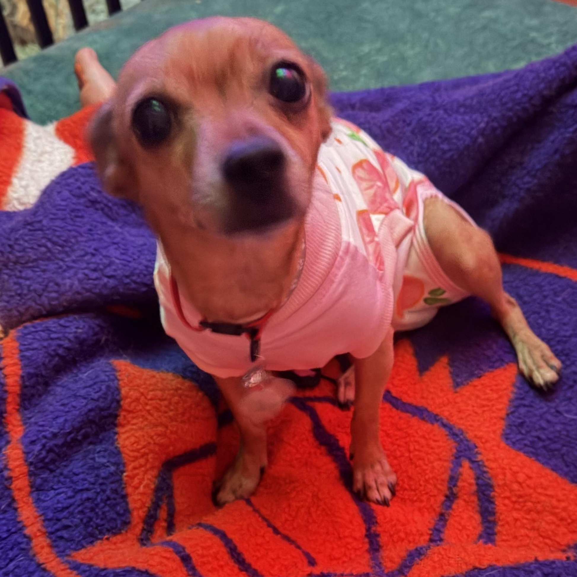 Cinderella, a Adoptable Chihuahua in Chandler, AZ image 3/5