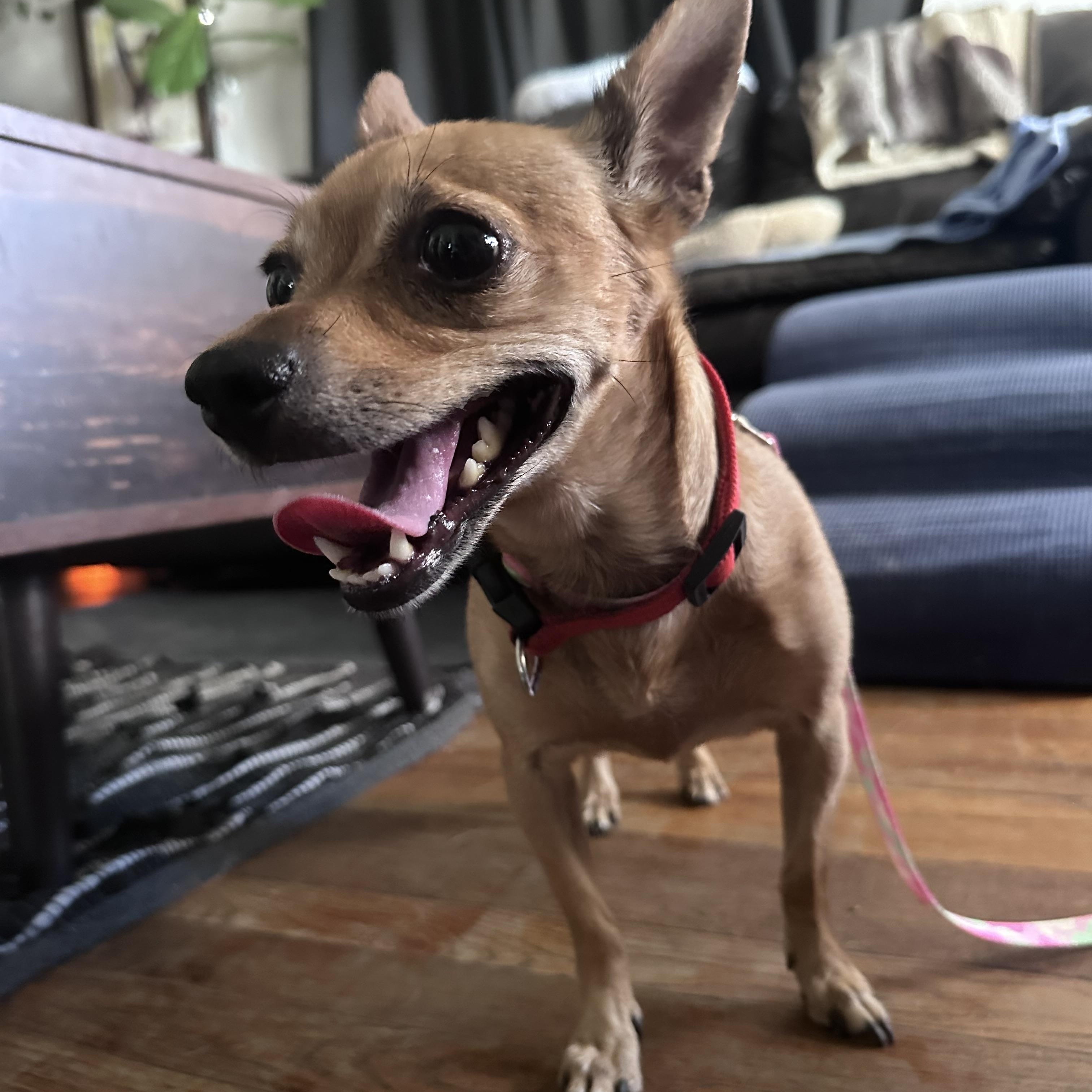 Cinderella, a Adoptable Chihuahua in Chandler, AZ image 4/5