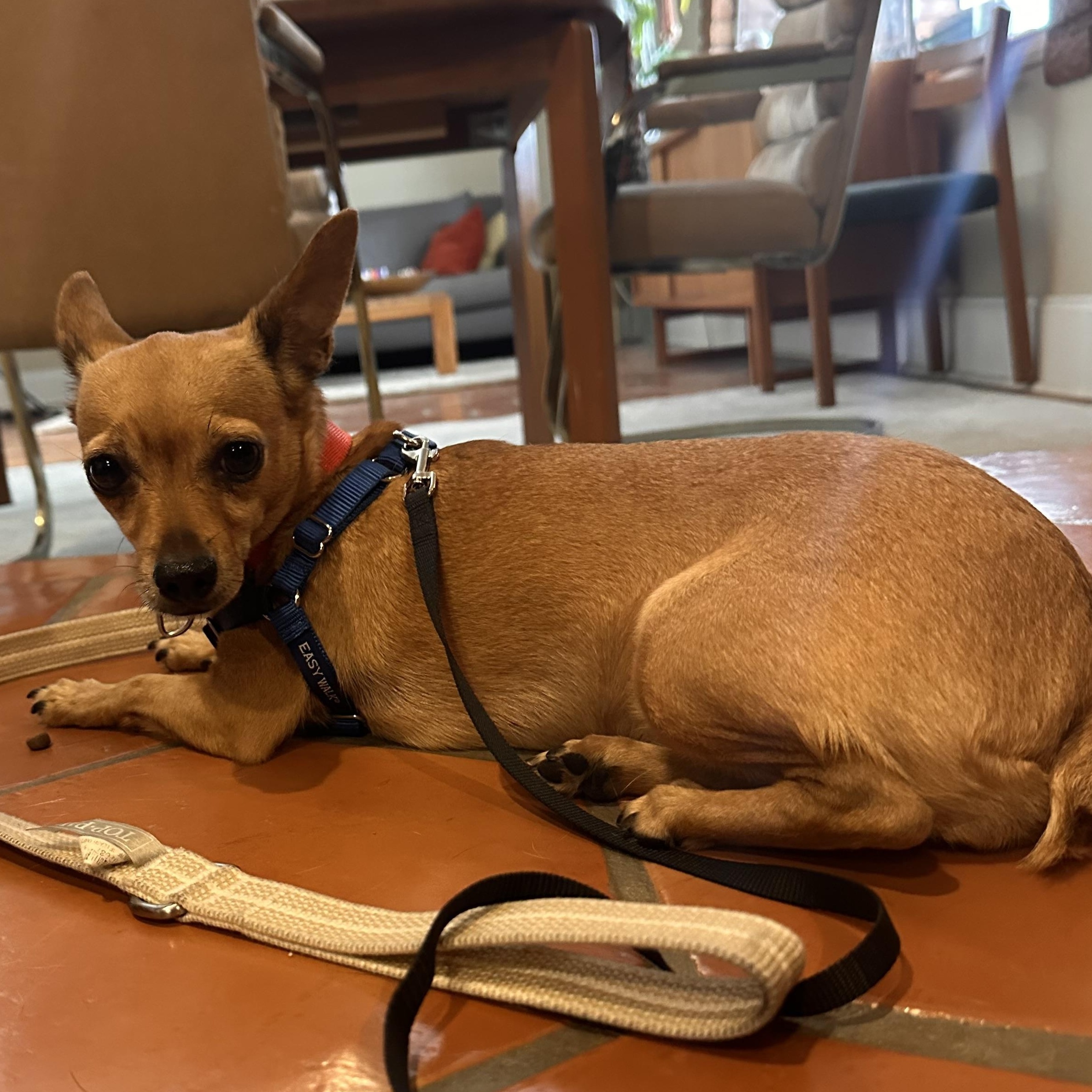 Cinderella, a Adoptable Chihuahua in Chandler, AZ image 5/5