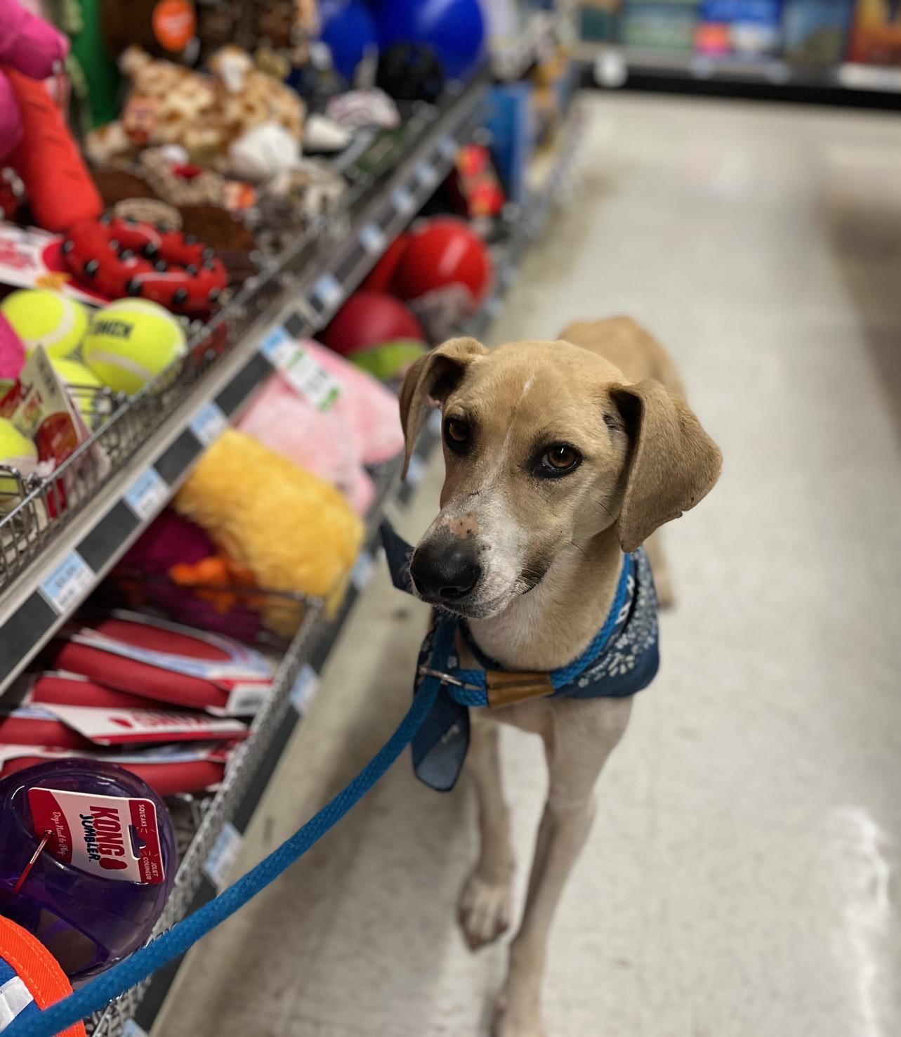Enlarge Jessie, an adopted mixed breed in Perrysburg, OH image 6/6