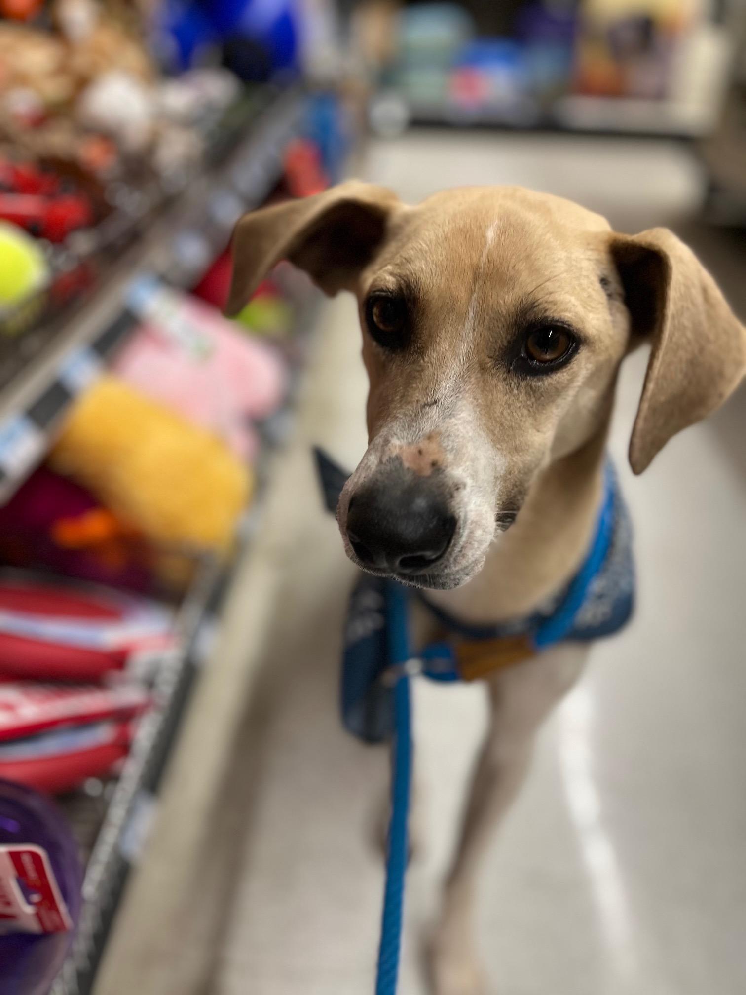 Enlarge Jessie, an adopted mixed breed in Perrysburg, OH image 5/6