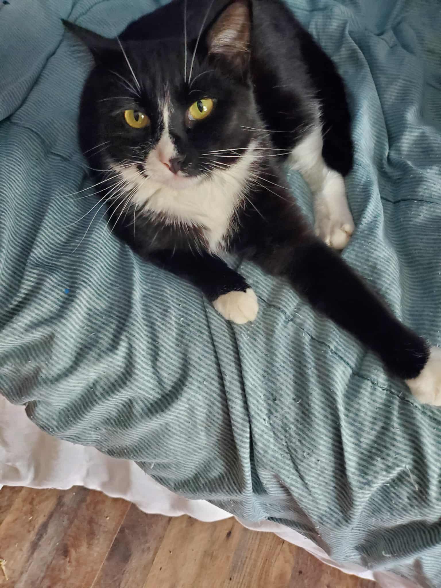 Precious, Adoptable, Adult Female Domestic Short Hair.