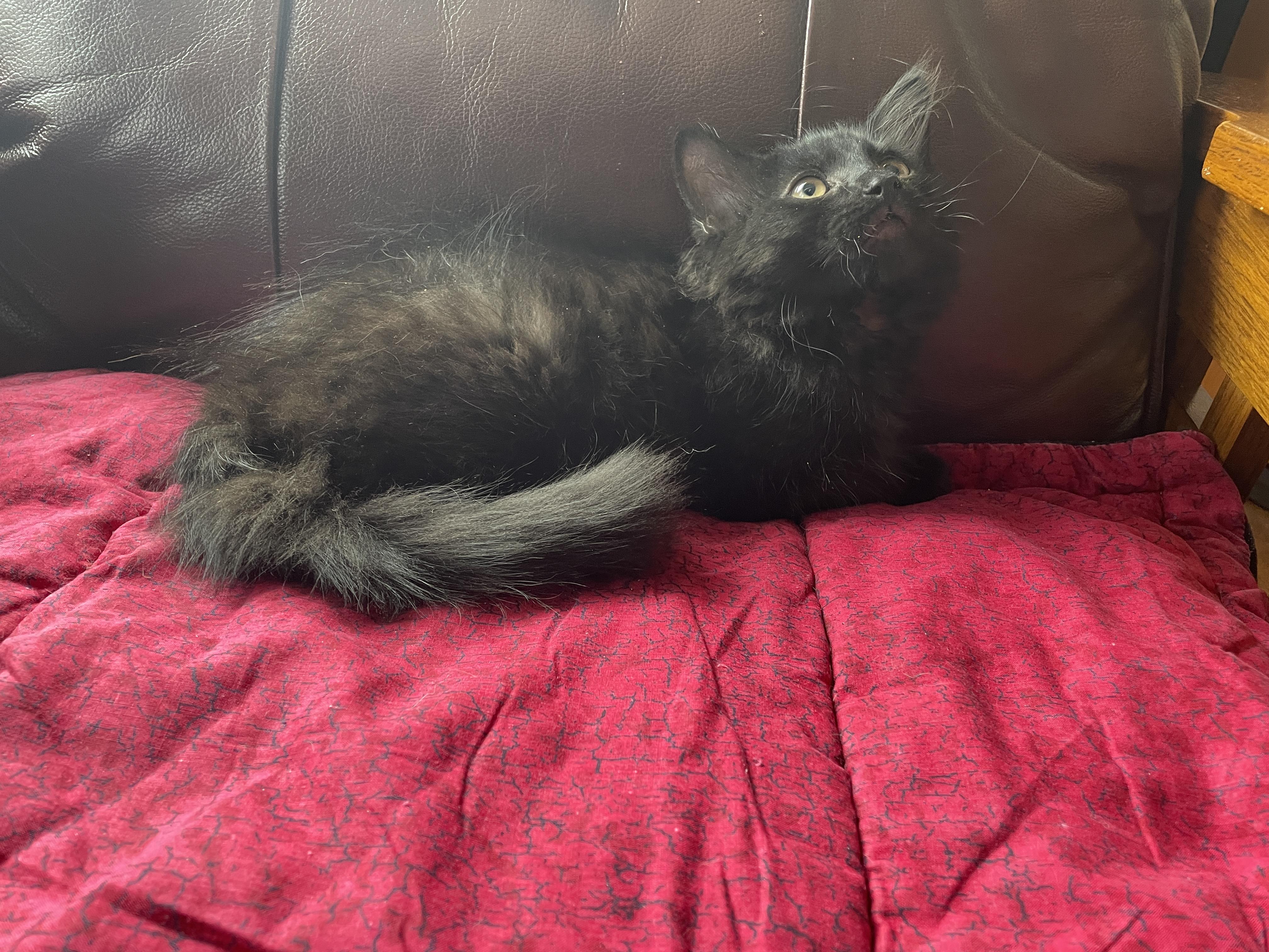Ancho, a ADOPTABLE Domestic Medium Hair in Salt Spring Island, BC image 2/2