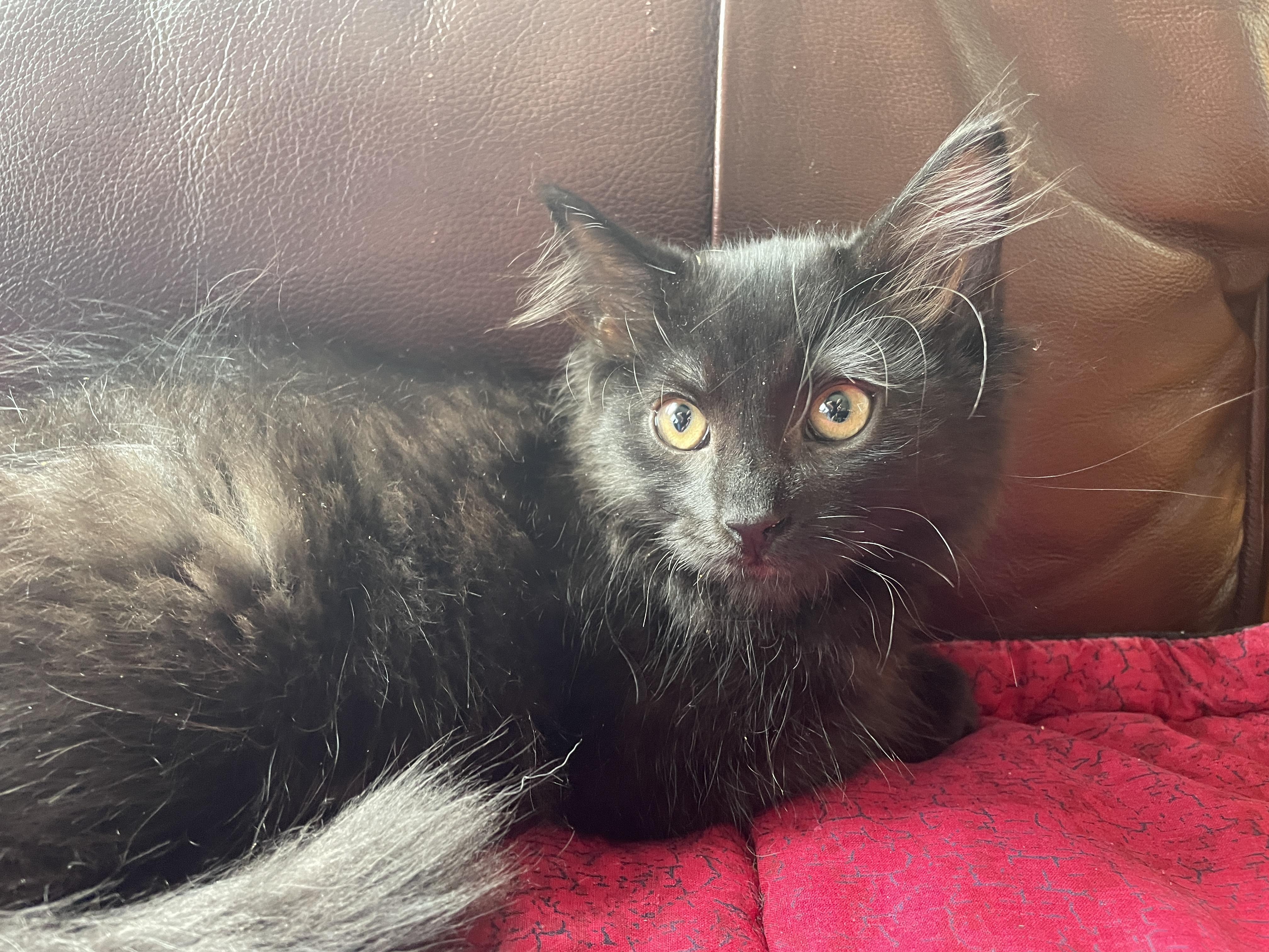 Ancho, ADOPTABLE, Kitten Female Domestic Medium Hair.