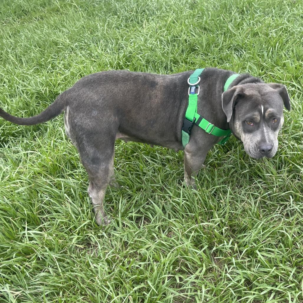 Lulu, Adoptable, Adult Female Mixed Breed.