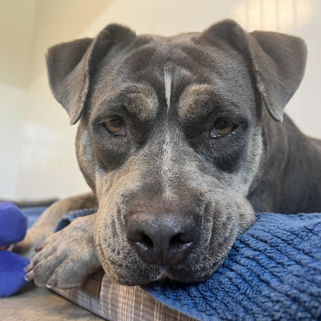 Enlarge Lulu, a Adoptable Mixed Breed in Clearwater, FL image 2/6