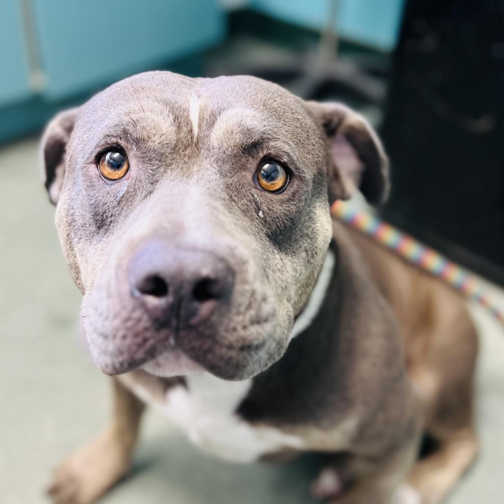 Enlarge Lulu, a Adoptable Mixed Breed in Clearwater, FL image 3/6