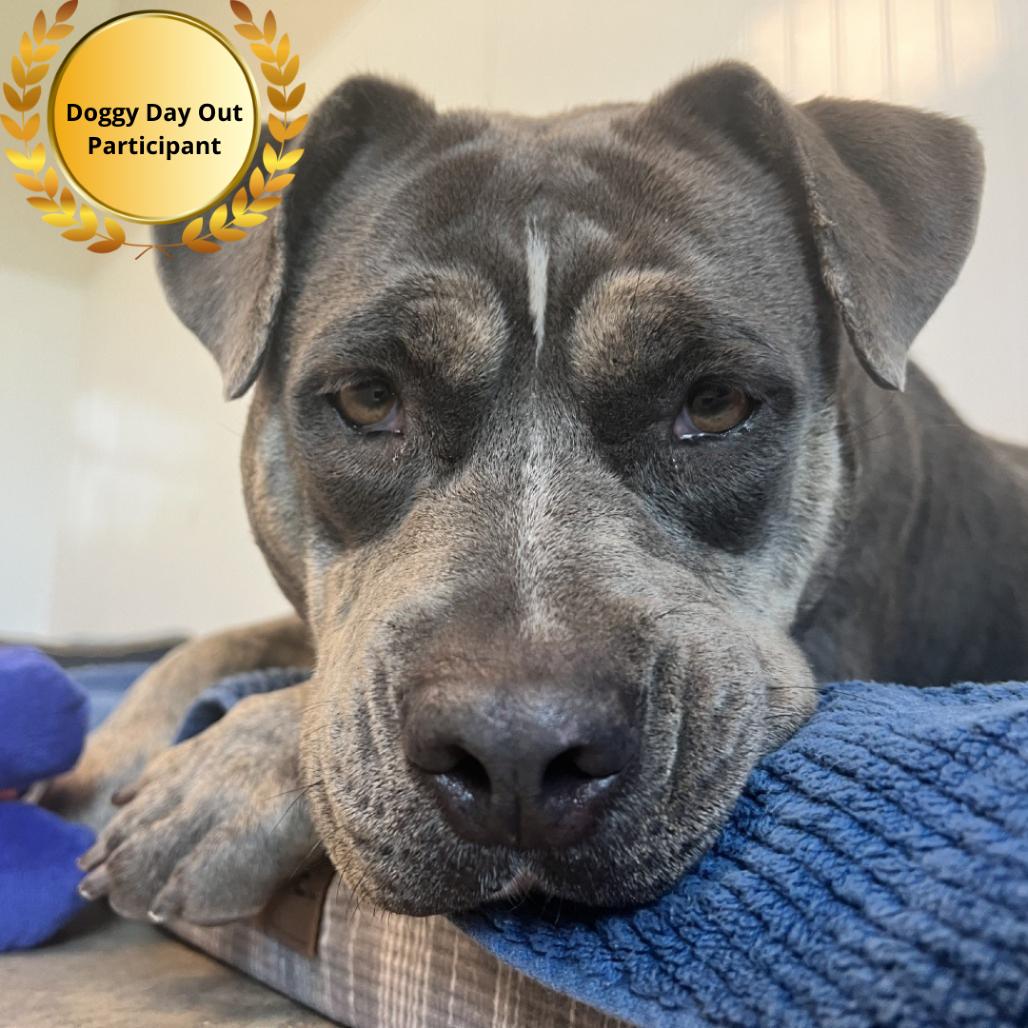 Enlarge Lulu, a Adoptable Mixed Breed in Clearwater, FL image 3/6