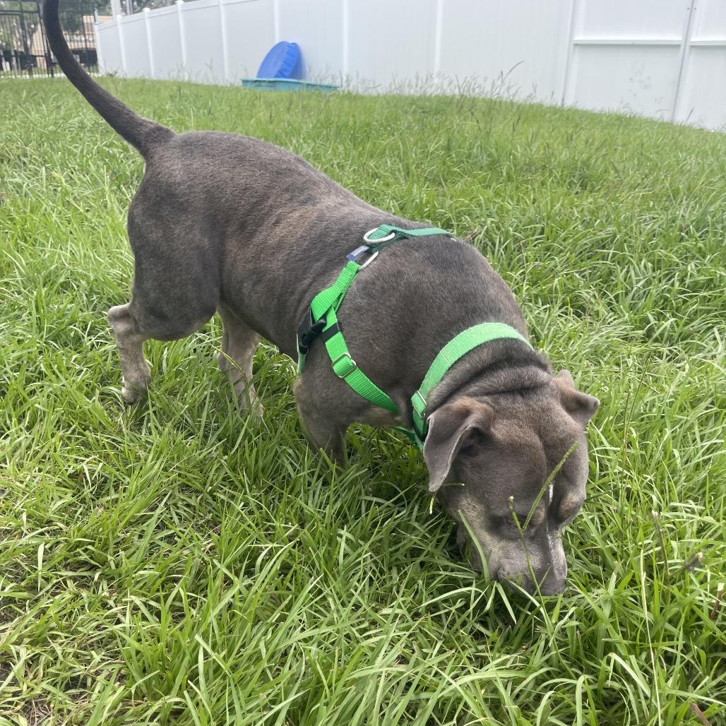 Enlarge Lulu, a Adoptable Mixed Breed in Clearwater, FL image 4/6