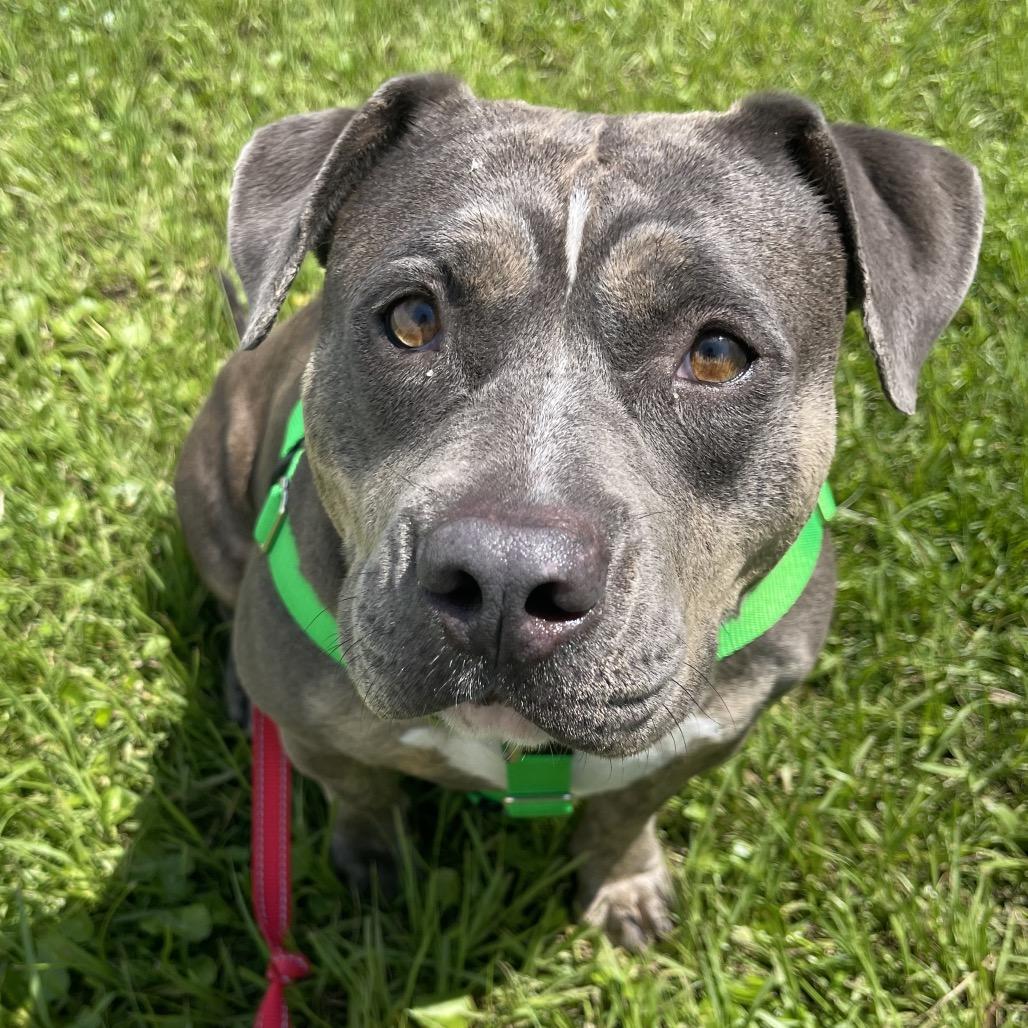 Enlarge Lulu, a Adoptable Mixed Breed in Clearwater, FL image 5/6