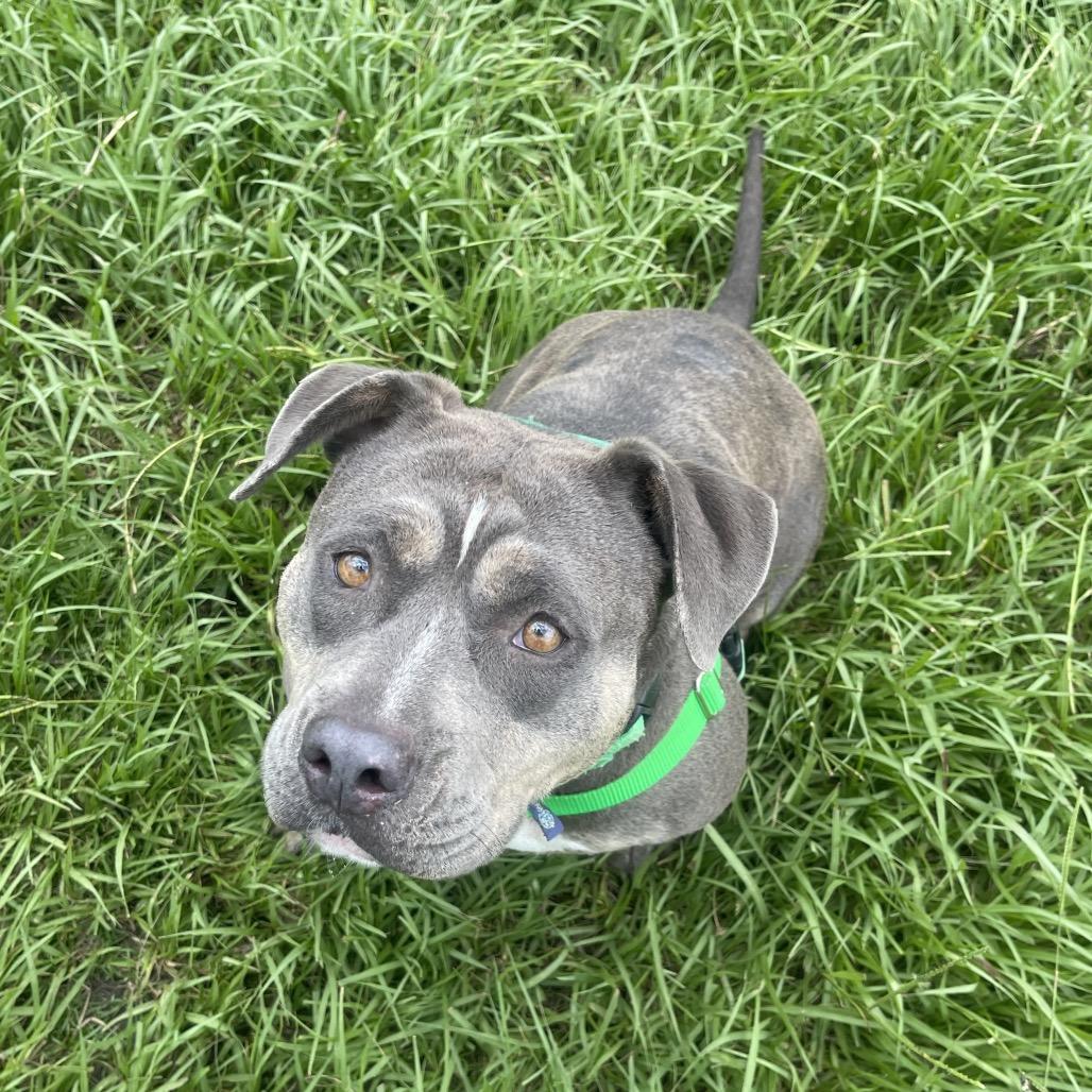 Enlarge Lulu, a Adoptable Mixed Breed in Clearwater, FL image 6/6