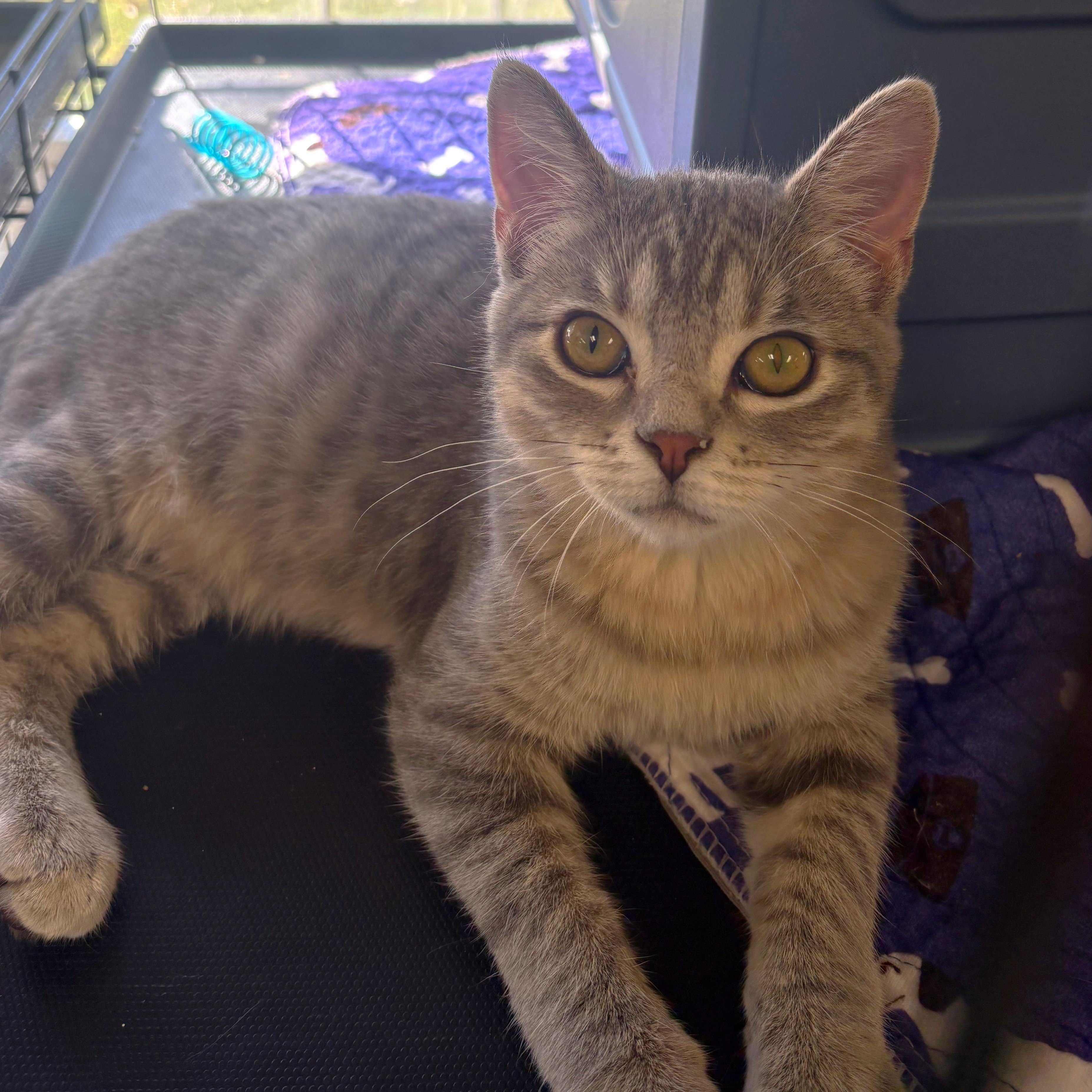 Siberian, Adoptable, Kitten Male Domestic Short Hair.