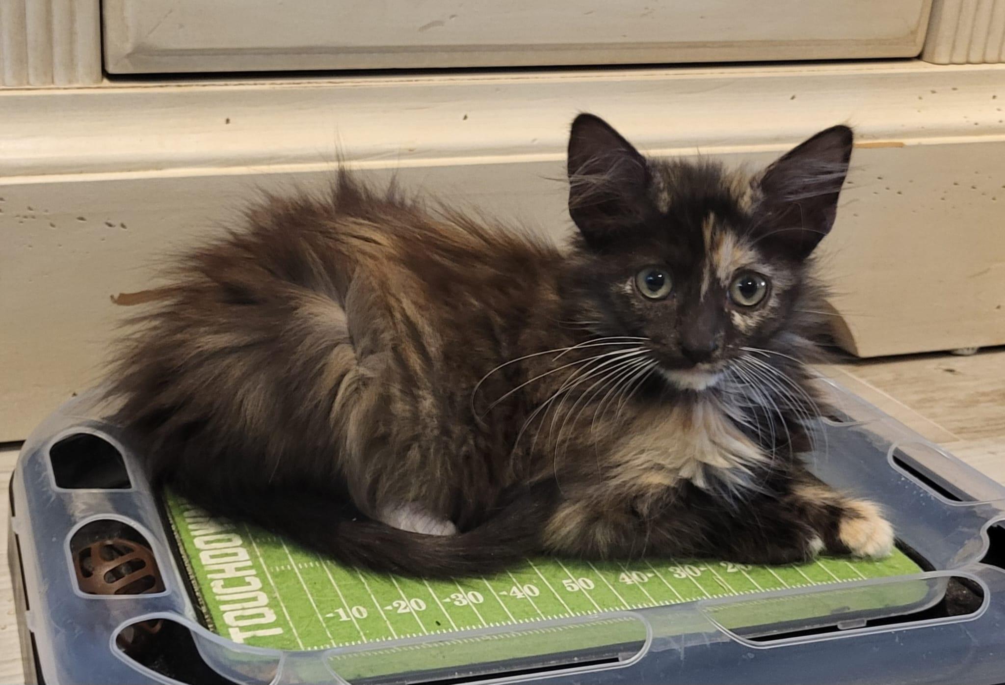 Enlarge Jinx, an adopted Domestic Long Hair in Sunrise, FL image 1/3