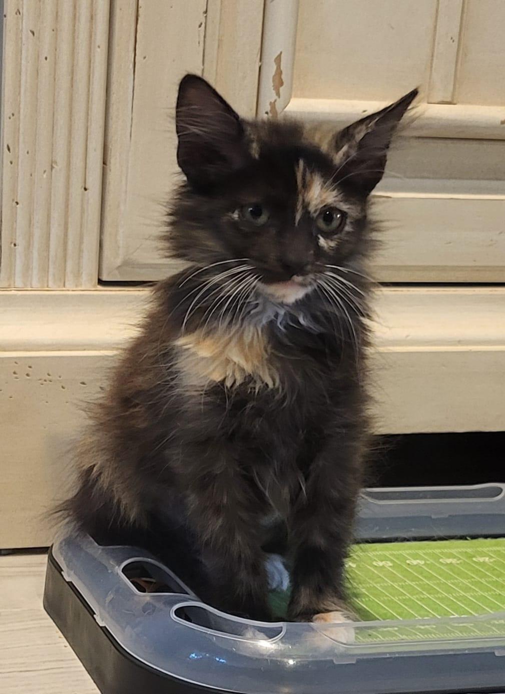 Enlarge Jinx, an adopted Domestic Long Hair in Sunrise, FL image 3/3