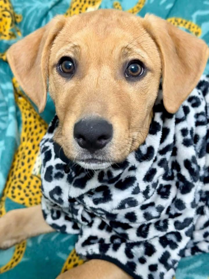 Enlarge Padget, an adopted mixed breed in Louisville, KY image 2/3