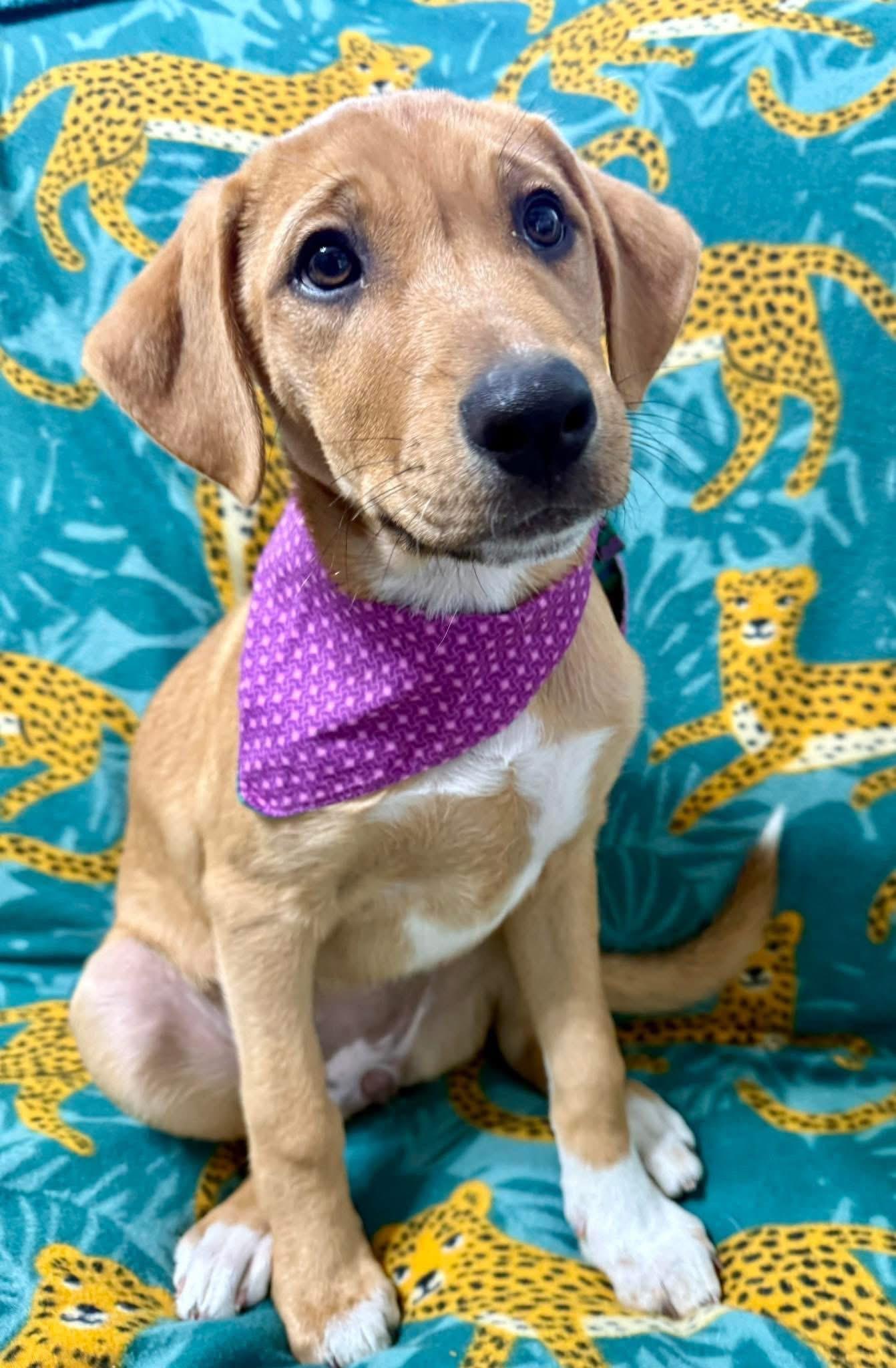 Enlarge Padget, an adopted mixed breed in Louisville, KY image 1/3