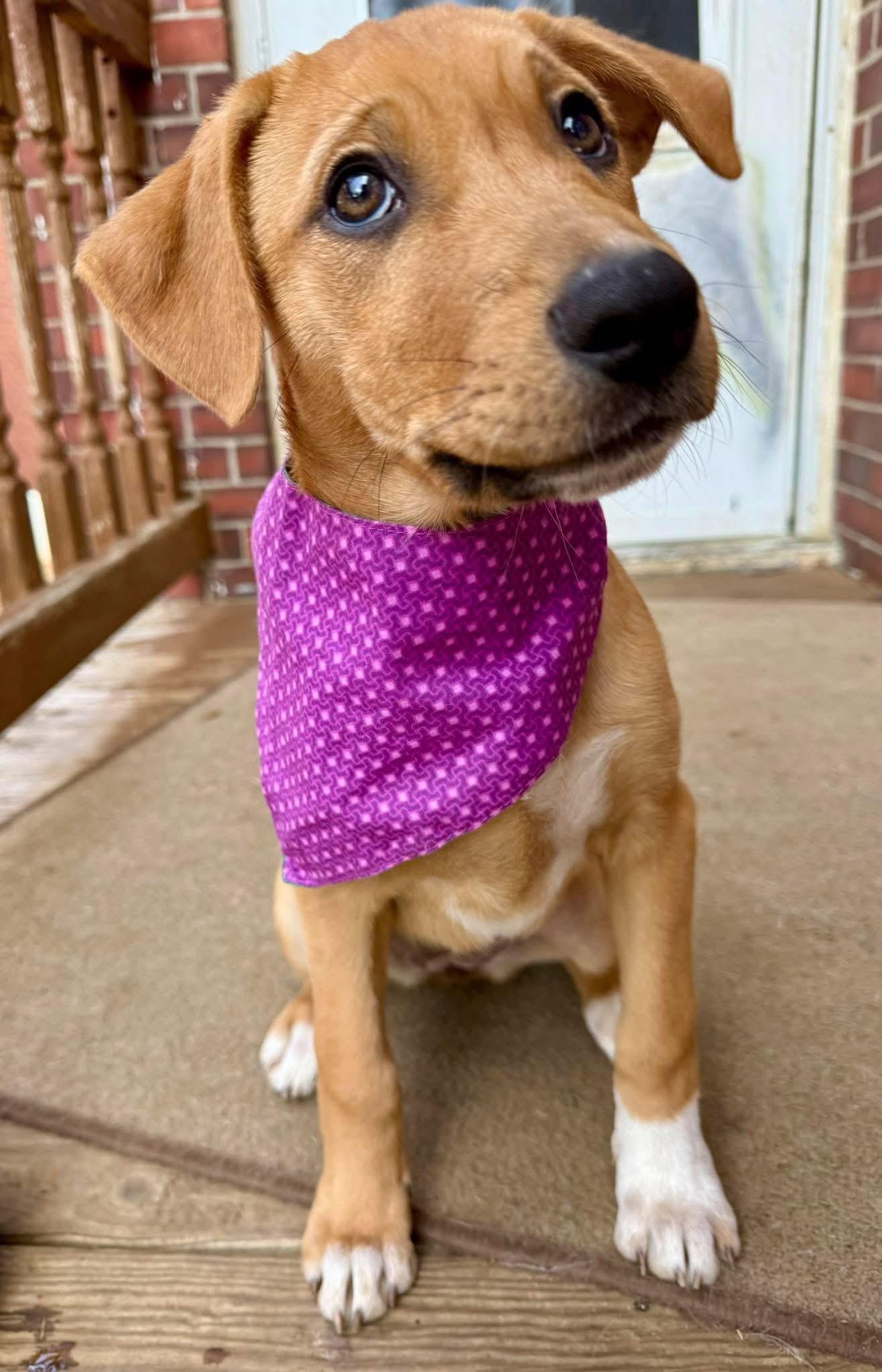 Enlarge Padget, an adopted mixed breed in Louisville, KY image 3/3