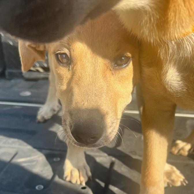 Hashbrown, Adoptable, Young Male Retriever.