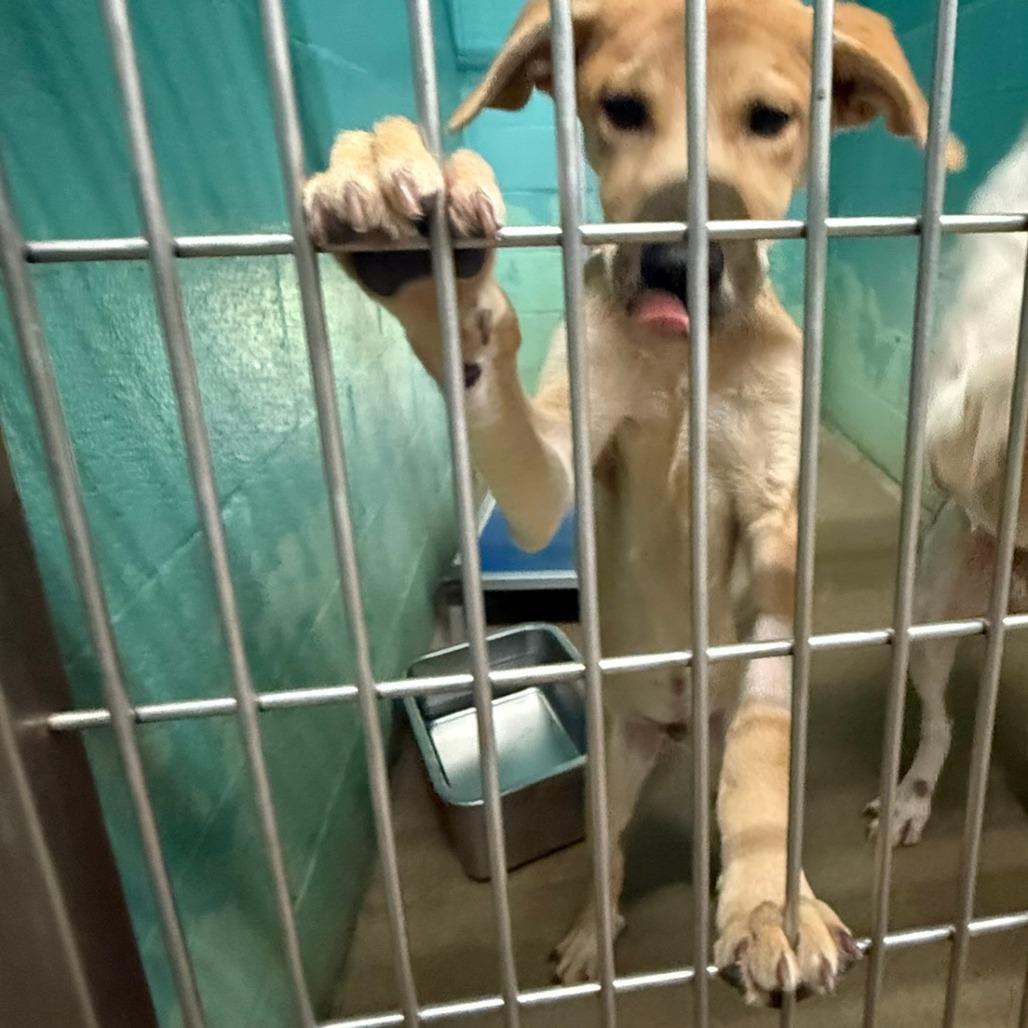 Enlarge Hashbrown, a Adoptable Retriever in LaGrange, GA image 2/2