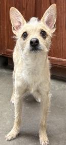 Enlarge Naruto, a Adoptable mixed breed in Rio Rancho, NM image 1/1