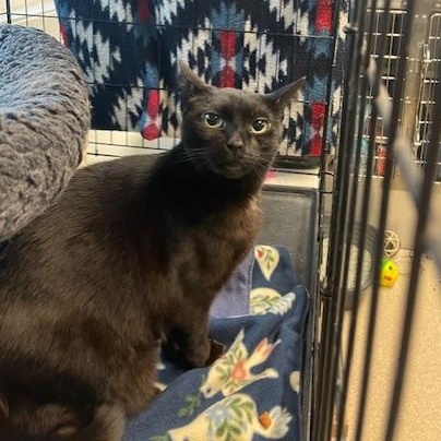 Enlarge Blackie, a ADOPTABLE Domestic Short Hair in Attleboro, MA image 2/3