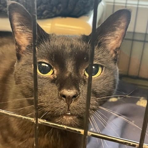 Enlarge Blackie, a ADOPTABLE Domestic Short Hair in Attleboro, MA image 1/3