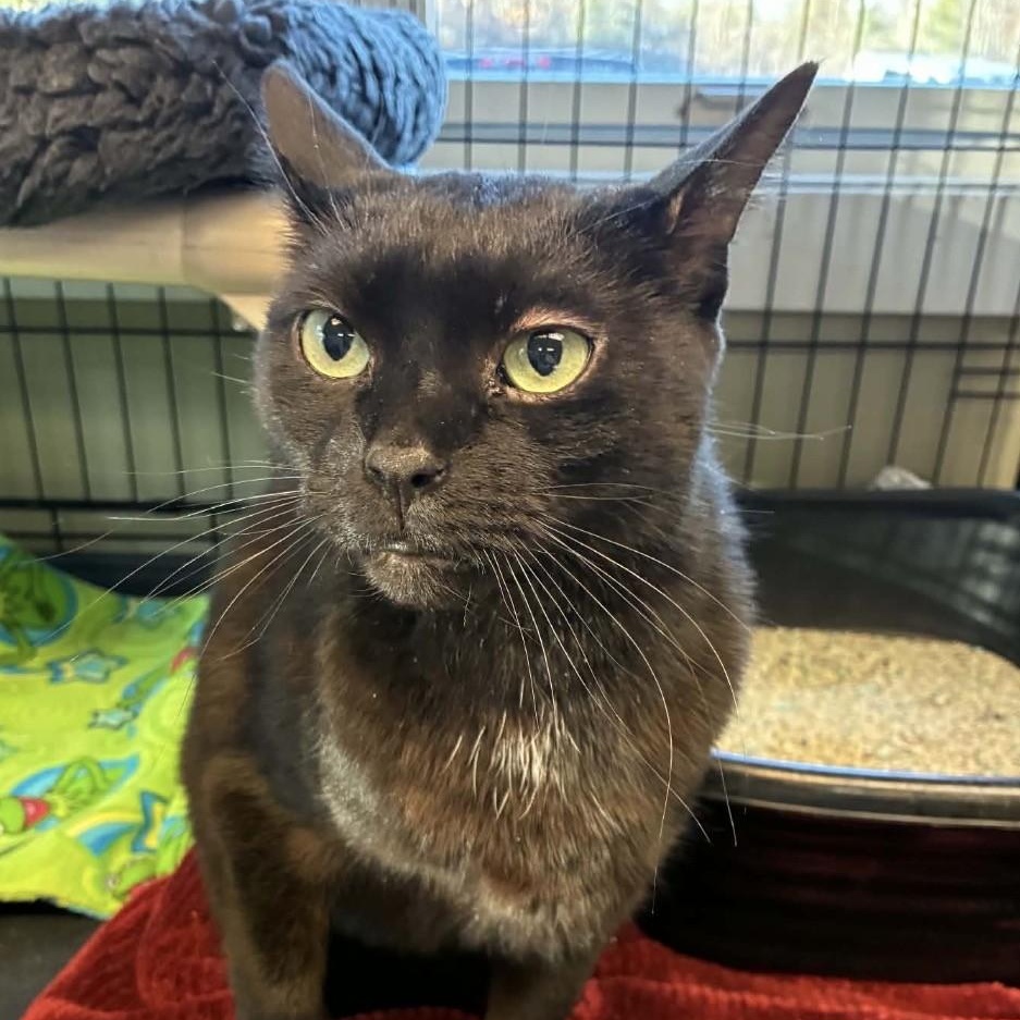 Enlarge Blackie, a ADOPTABLE Domestic Short Hair in Attleboro, MA image 3/3