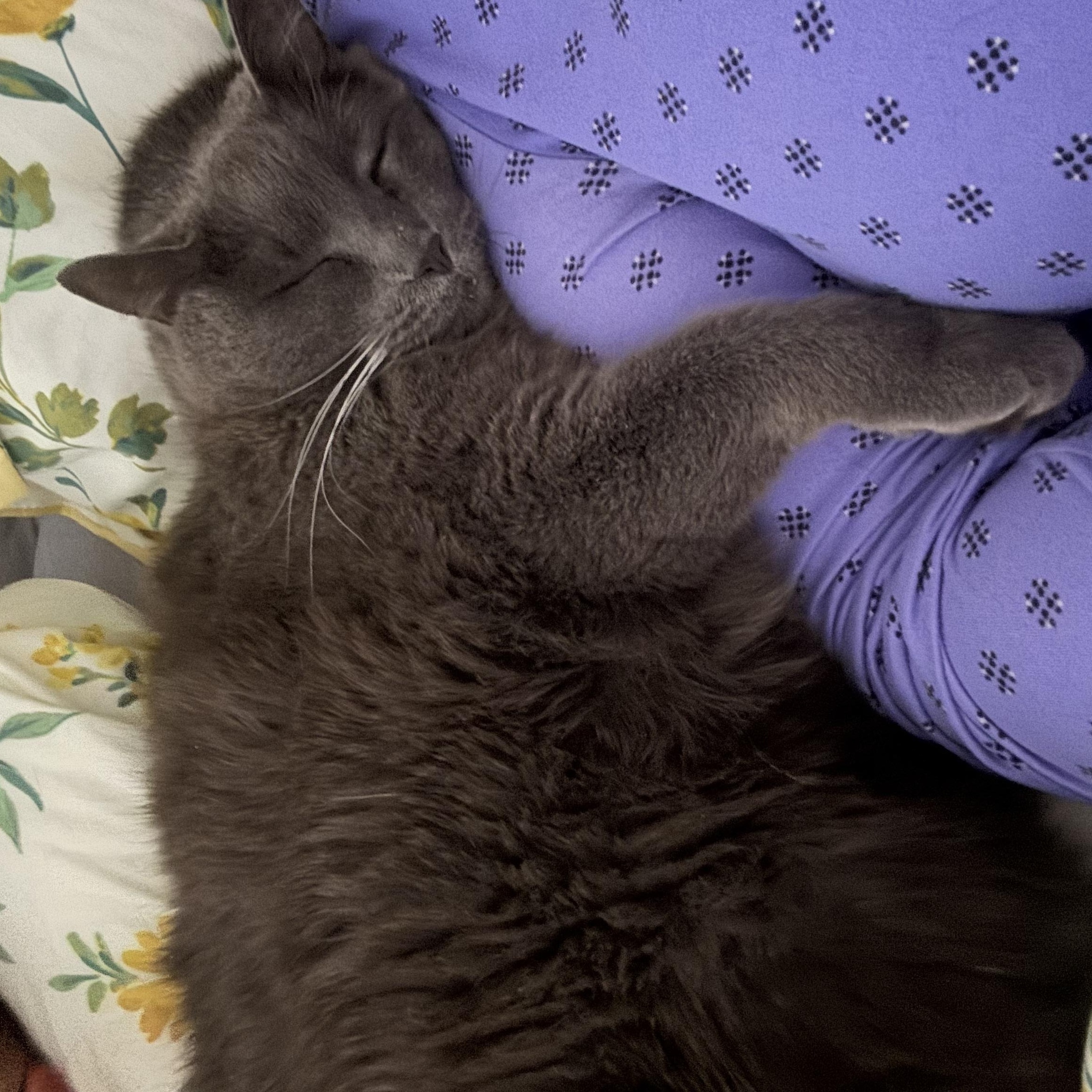 Big Bill, an adopted Domestic Short Hair in Ottawa, ON image 4/6