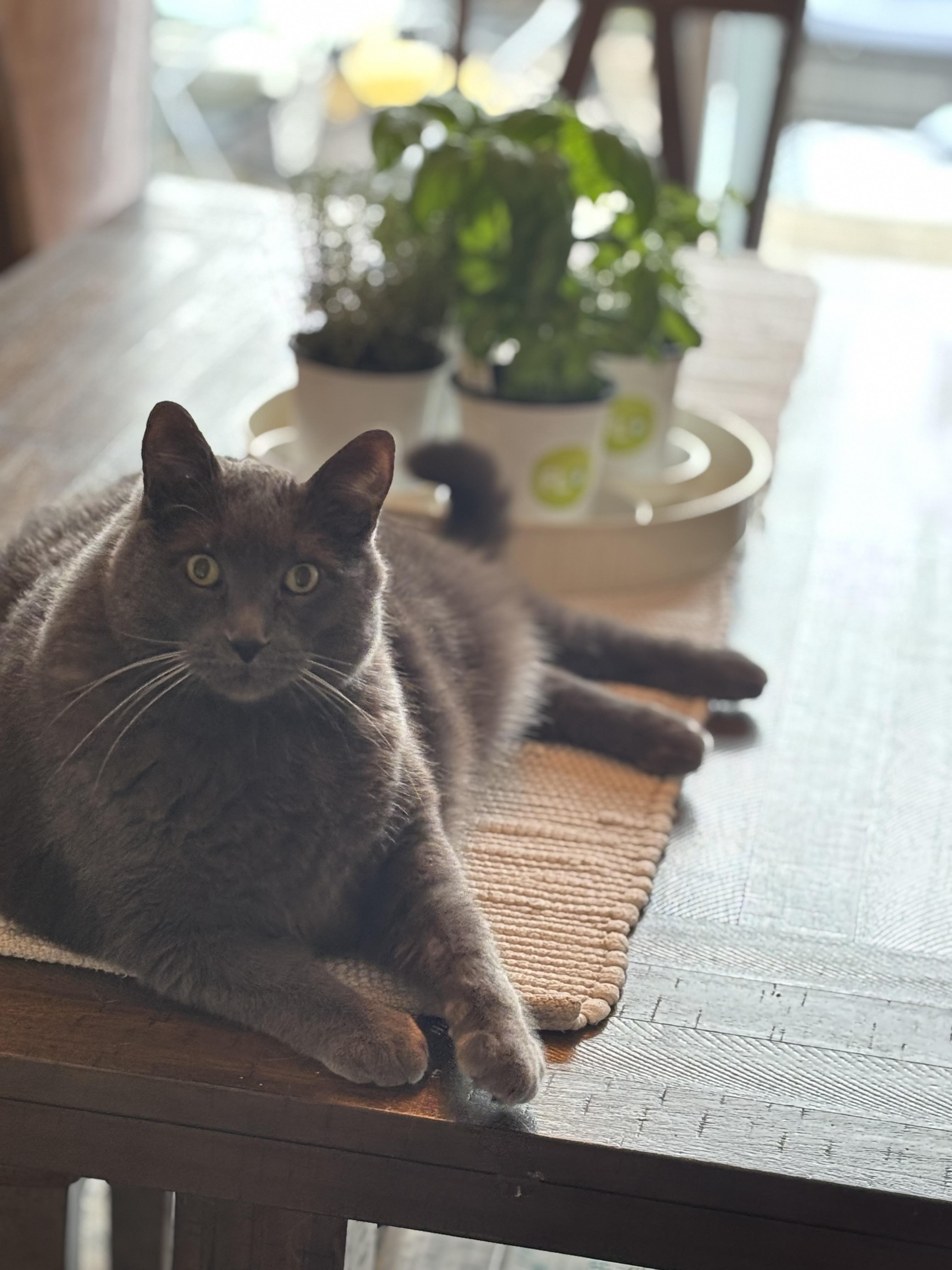 Big Bill, an adopted Domestic Short Hair in Ottawa, ON image 3/6
