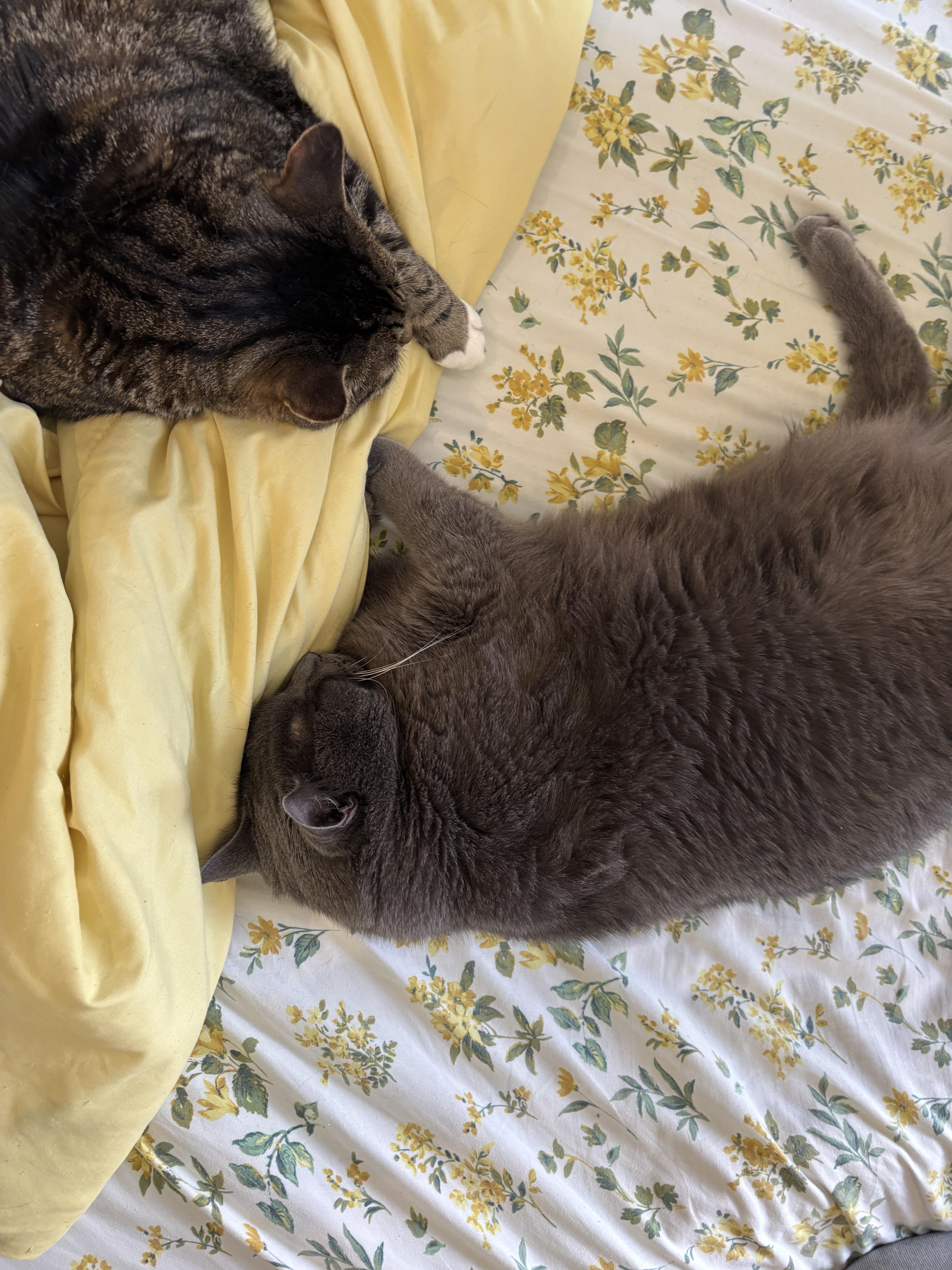 Big Bill, an adopted Domestic Short Hair in Ottawa, ON image 5/6