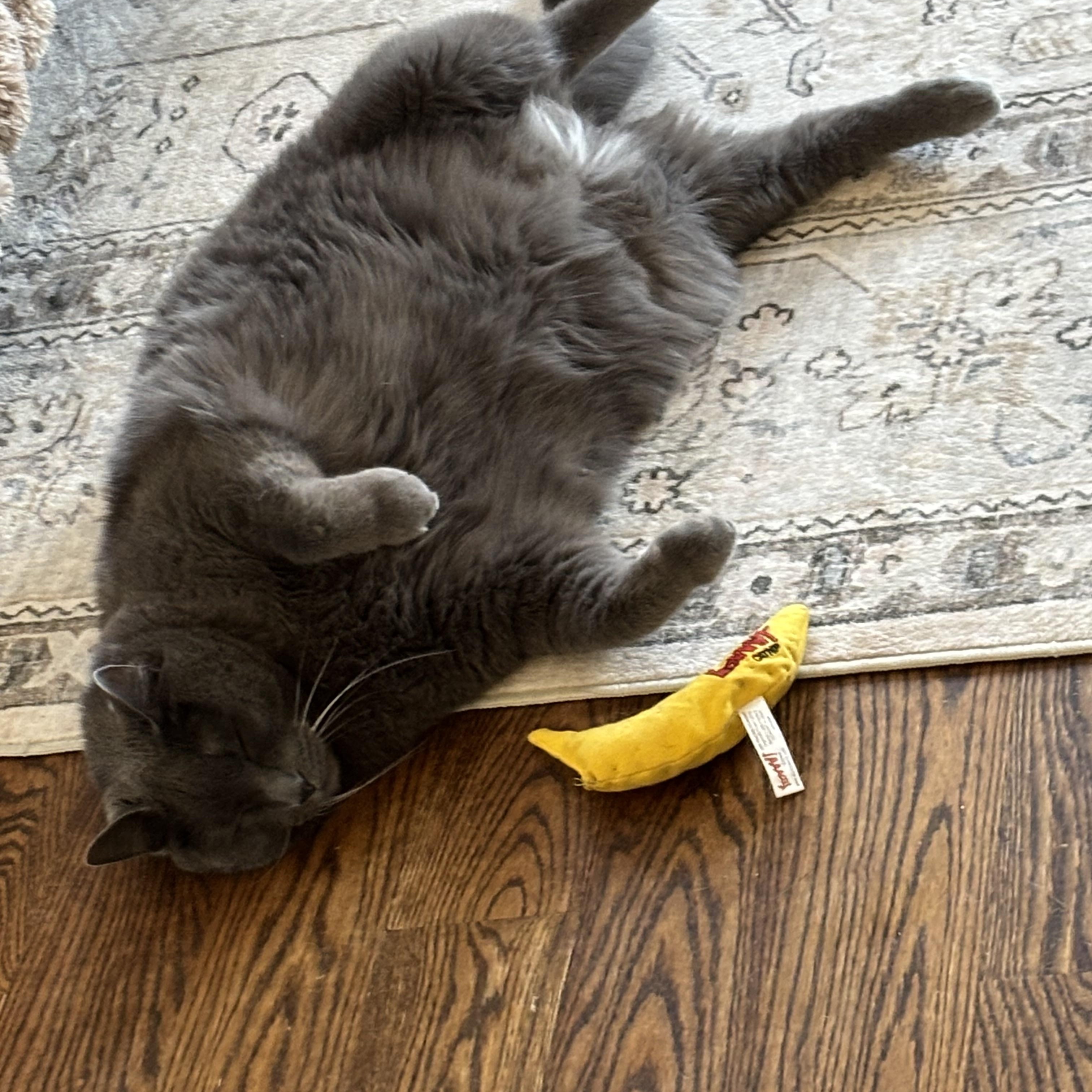 Big Bill, adopted, Adult Male Domestic Short Hair.