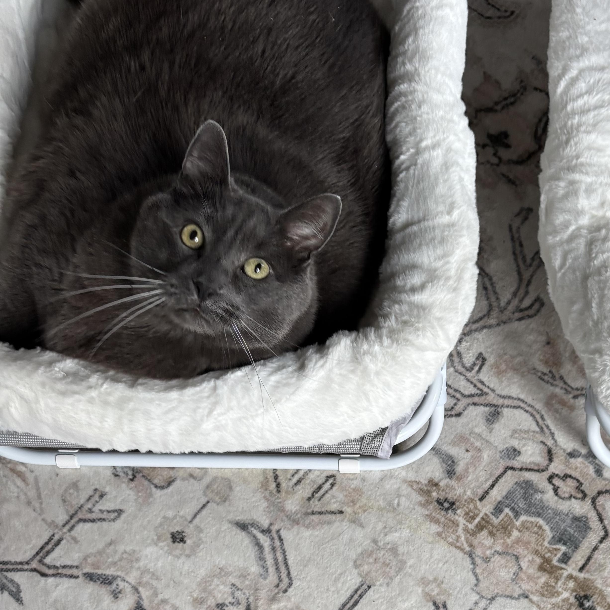 Big Bill, an adopted Domestic Short Hair in Ottawa, ON image 6/6