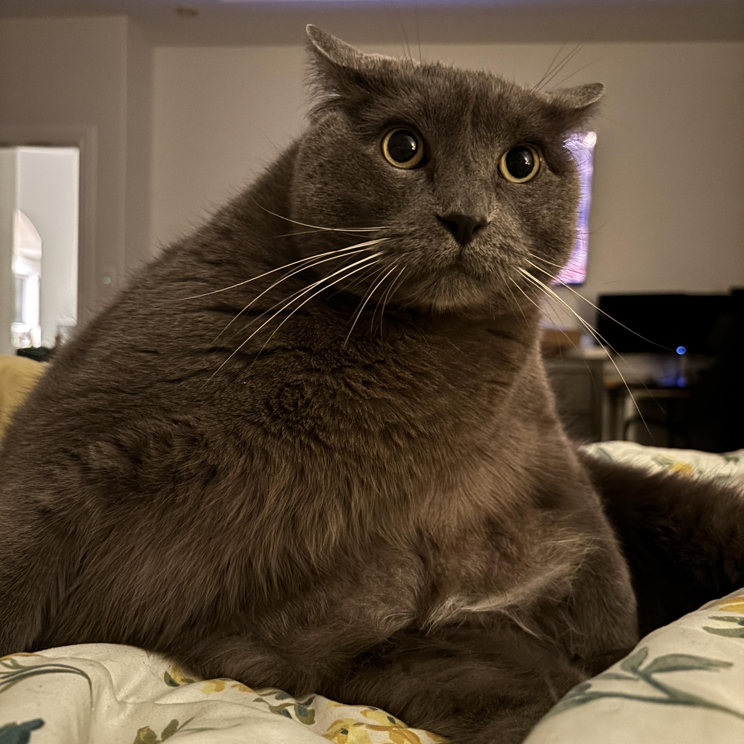 Big Bill, an adopted Domestic Short Hair in Ottawa, ON image 2/6