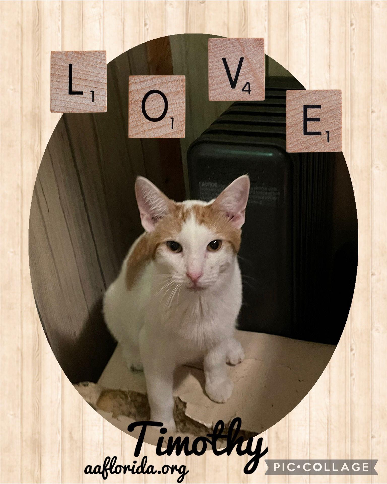 Enlarge Timothy, a Adoptable mixed breed in Pensacola, FL image 1/2
