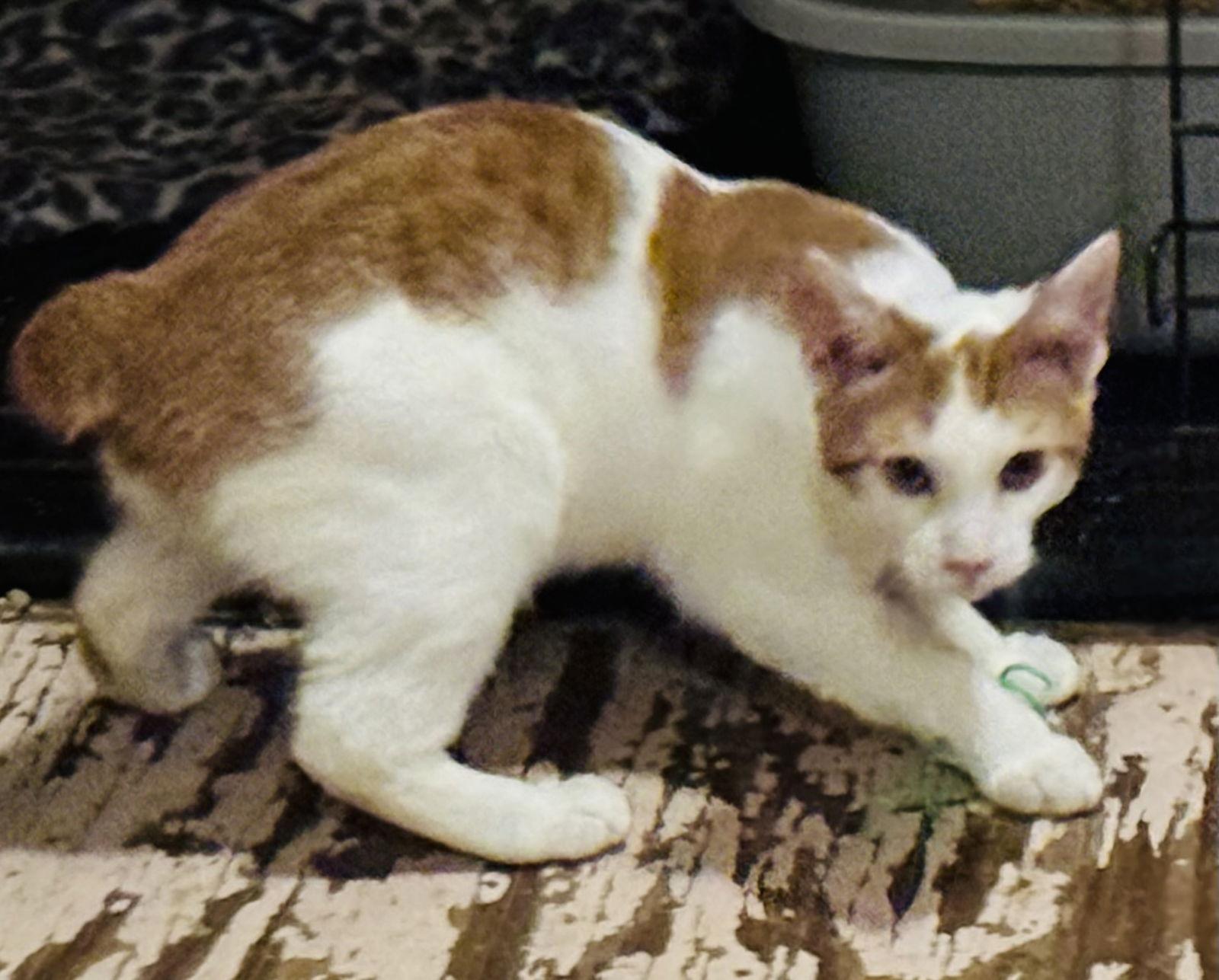 Enlarge Timothy, a Adoptable mixed breed in Pensacola, FL image 2/2