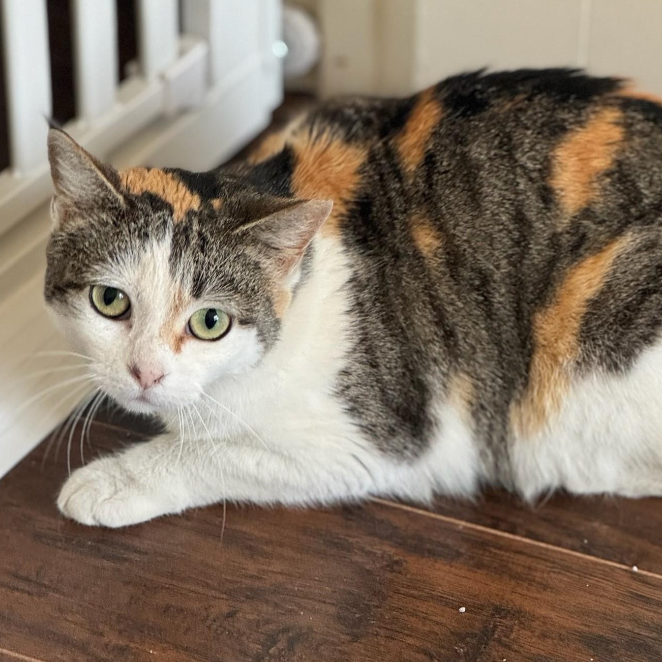 Enlarge Harley, a Adoptable Domestic Short Hair in Easton, MA image 1/4