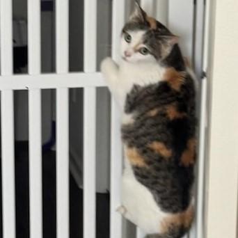 Enlarge Harley, a Adoptable Domestic Short Hair in Easton, MA image 4/4