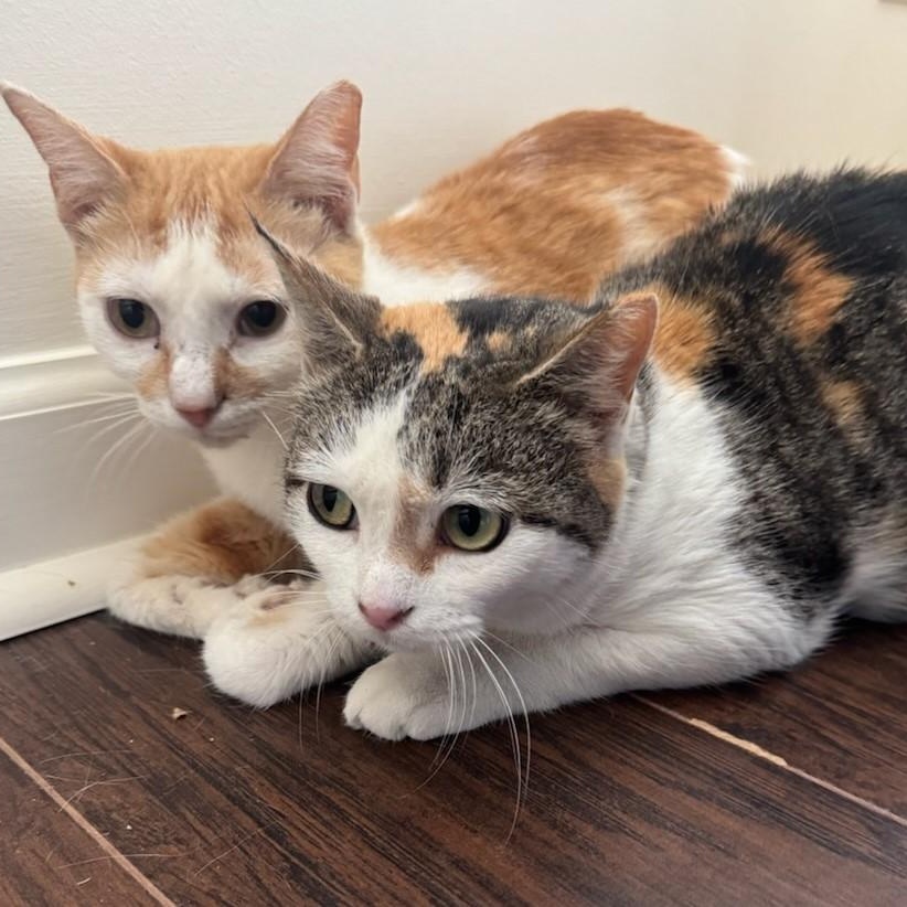 Enlarge Harley, a Adoptable Domestic Short Hair in Easton, MA image 3/4